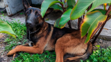 Una mujer de 72 años encontró a un perro extraviado en Azcapotzalco y lo entregó a policías, quienes ahora buscan a su propietario. (Foto :SSC)