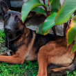 Una mujer de 72 años encontró a un perro extraviado en Azcapotzalco y lo entregó a policías, quienes ahora buscan a su propietario. (Foto :SSC)