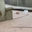 Denunciaron las malas condiciones del Jardín Tabacalera. El parque acumula basura y agua estancada Foto: @aaron_soto6679