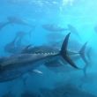 Las autoridades de Japón anunciaron un acuerdo para expandir la pesca de atún rojo en el Pacífico, un mes después de acusar a México de bloquear la medida de manera unilateral (Foto: EFE) Las autoridades de Japón anunciaron un acuerdo para expandir la pesca de atún rojo en el Pacífico, un mes después de acusar a México de bloquear la medida de manera unilateral (Foto: EFE)