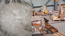 En un solo día, binomio canino detecta 245.5 kilos de metanfetamina y 18 paquetes de hoja de coca en el AICM. (especial)
