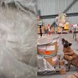 En un solo día, binomio canino detecta 245.5 kilos de metanfetamina y 18 paquetes de hoja de coca en el AICM. (especial) En un solo día, binomio canino detecta 245.5 kilos de metanfetamina y 18 paquetes de hoja de coca en el AICM. (especial)