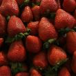 El análisis del gobierno extranjero estima márgenes de “dumping” de entre 3.37% y 5.28%, lo que pone en riesgo uno de los sectores agroalimentarios más dinámicos del país (Foto: Cuartoscuro) El análisis del gobierno extranjero estima márgenes de “dumping” de entre 3.37% y 5.28%, lo que pone en riesgo uno de los sectores agroalimentarios más dinámicos del país (Foto: Cuartoscuro)
