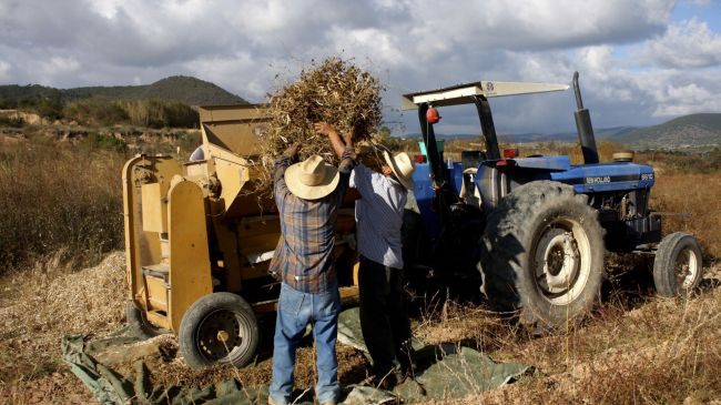 Dos años sin lluvias dejan a 10 mil productores de Chiapas al borde de la quiebra. (Cuartoscuro)