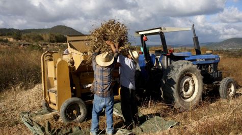 Dos años sin lluvias dejan a 10 mil productores de Chiapas al borde de la quiebra. (Cuartoscuro)