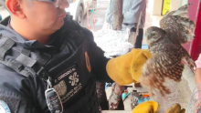     2026 De acuerdo con la valoración, el búho posiblemente tuvo un altercado con otra especie, situación que le habría provocado la pérdida de algunas plumas y las dificultades para emprender el vuelo. (Foto: SSC) 25T174111.846