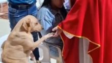 Perrito Foto: RRSS