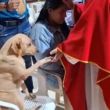 Perrito Foto: RRSS