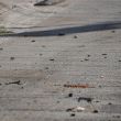 Despliegan operativo en Escuinapa tras reportes de detonaciones de arma de fuego. (Cuartoscuro)