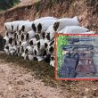 Aseguran armas, granadas, vehículos y más de una tonelada de marihuana en Sinaloa. (especial)