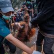 Rescate en Borneo: Salvan a un orangután deshidratado por los incendios forestales (Foto EFE) Rescate en Borneo: Salvan a un orangután deshidratado por los incendios forestales (Foto EFE)