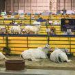 Exportación de ganado sonorense a EE.UU. se pausa por ajuste técnico en la frontera (Foto Cuartoscuro)