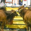 Ganaderos de Sonora aplazan exportación de ganado a EE. UU. por fallas técnicas (Foto Cuartoscuro) Ganaderos de Sonora aplazan exportación de ganado a EE. UU. por fallas técnicas (Foto Cuartoscuro)