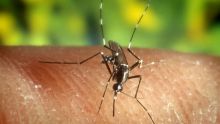 ¿Qué es la "malaria de aeropuerto"? El extraño brote en Frankfurt (Foto EFE)