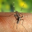 ¿Qué es la "malaria de aeropuerto"? El extraño brote en Frankfurt (Foto EFE)