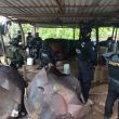 Al interior de estos complejos, las fuerzas de seguridad federal y estatal aseguraron una cantidad significativa de materiales y herramientas de producción (Foto: Especial)