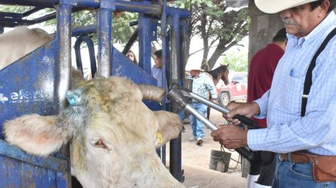 El Servicio Nacional de Sanidad, Inocuidad y Calidad Agroalimentaria (Senasica) reforzó el control epidemiológico mediante la inspección de 3 mil 832 Unidades de Producción Pecuaria en Chihuahua y otras 108 en Sonora (Foto: EFE)