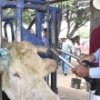 El Servicio Nacional de Sanidad, Inocuidad y Calidad Agroalimentaria (Senasica) reforzó el control epidemiológico mediante la inspección de 3 mil 832 Unidades de Producción Pecuaria en Chihuahua y otras 108 en Sonora (Foto: EFE) El Servicio Nacional de Sanidad, Inocuidad y Calidad Agroalimentaria (Senasica) reforzó el control epidemiológico mediante la inspección de 3 mil 832 Unidades de Producción Pecuaria en Chihuahua y otras 108 en Sonora (Foto: EFE)