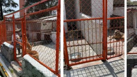 El retorno de los caninos se logró luego de la firma de un acuerdo reparatorio entre el patronato del albergue y las dependencias capitalinas (Foto: Especial) El retorno de los caninos se logró luego de la firma de un acuerdo reparatorio entre el patronato del albergue y las dependencias capitalinas (Foto: Especial)
