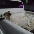 Uno de los perros agredidos en Tanhuato ya está bajo resguardo. (Fiscalía de Michoacán)