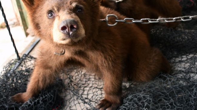 Los animales presentan un aparente estado de desnutrición y garrapatas. (Profepa) Los animales presentan un aparente estado de desnutrición y garrapatas. (Profepa)