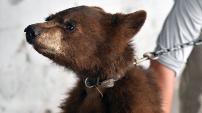 Los animales presentan un aparente estado de desnutrición y garrapatas. (Profepa) Los animales presentan un aparente estado de desnutrición y garrapatas. (Profepa)