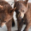 Los oseznos presentan un aparente estado de desnutrición y garrapatas. (Profepa)