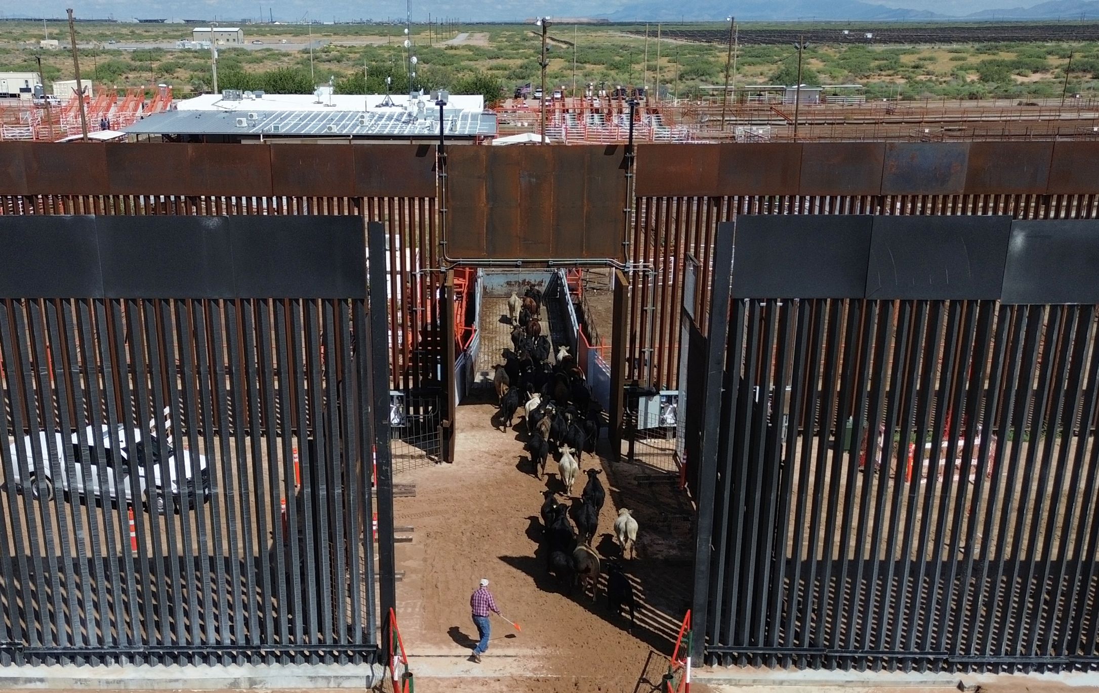 Fotografía que muestra ganado vacuno cruzando la frontera hacia Estados Unidos este jueves, desde Ciudad Juárez, Chihuahua. (EFE)