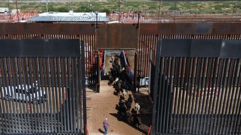 Fotografía que muestra ganado vacuno cruzando la frontera hacia Estados Unidos este jueves, desde Ciudad Juárez, Chihuahua. (EFE)