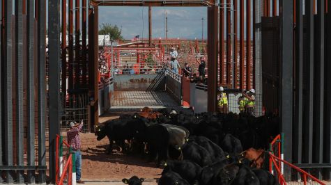 Fotografía que muestra ganado vacuno cruzando la frontera hacia Estados Unidos este jueves, desde Ciudad Juárez, Chihuahua. (EFE)