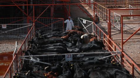 Fotografía que muestra ganado vacuno cruzando la frontera hacia Estados Unidos este jueves, desde Ciudad Juárez, Chihuahua. (EFE)