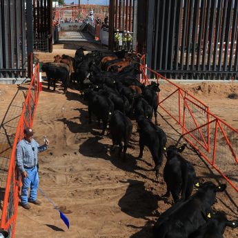 Fotografía que muestra ganado vacuno cruzando la frontera hacia Estados Unidos este jueves, desde Ciudad Juárez, Chihuahua. (EFE)