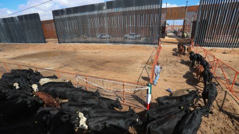 Fotografía que muestra ganado vacuno cruzando la frontera hacia Estados Unidos este jueves, desde Ciudad Juárez, Chihuahua. (EFE)