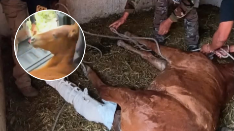 El ejemplar será valorado y atendido por médicos veterinarios zootecnistas, quienes determinarán las condiciones en que se encuentra y el tratamiento que requiere. (Foto: SSC)