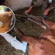 El ejemplar será valorado y atendido por médicos veterinarios zootecnistas, quienes determinarán las condiciones en que se encuentra y el tratamiento que requiere. (Foto: SSC)