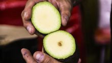 El plan gubernamental contempla la implementación del mecanismo "Aguacate Cero Deforestación", mediante el cual se impedirá la exportación del fruto procedente de huertas deforestadas a través de un certificado ambiental obligatorio (Foto: Cuartoscuro)