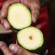 El plan gubernamental contempla la implementación del mecanismo "Aguacate Cero Deforestación", mediante el cual se impedirá la exportación del fruto procedente de huertas deforestadas a través de un certificado ambiental obligatorio (Foto: Cuartoscuro)