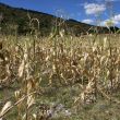 El 72.1 % de la superficie agrícola de México es de temporal, por lo que depende directamente de las lluvias para la producción. (Cuartoscuro) El 72.1 % de la superficie agrícola de México es de temporal, por lo que depende directamente de las lluvias para la producción. (Cuartoscuro)