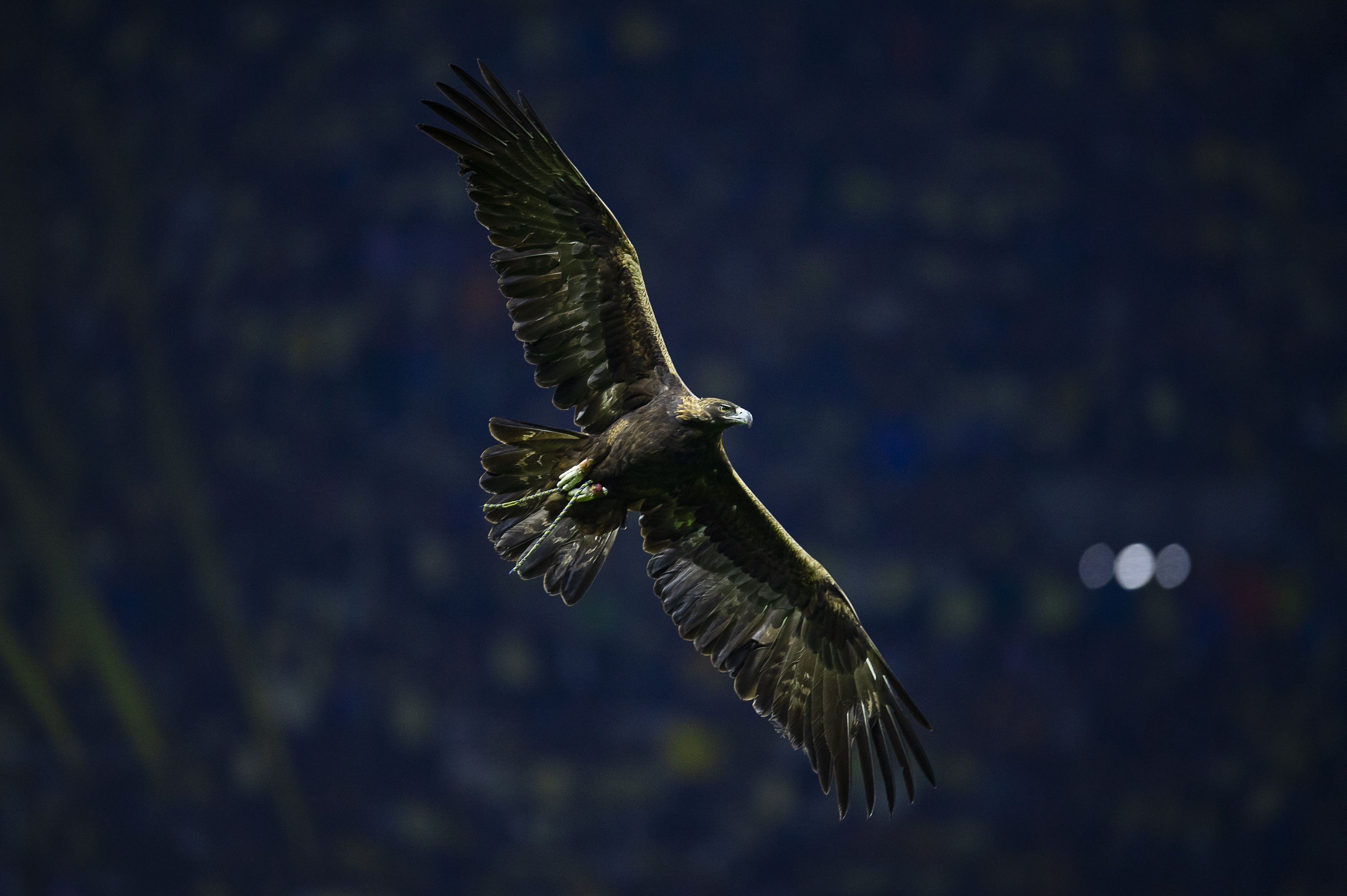 Celeste, águila del Club América sobrevolando la cancha del Estadio Azteca. MexSport