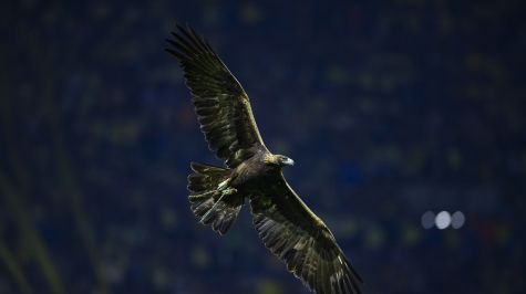 Celeste, águila del Club América sobrevolando la cancha del Estadio Azteca. MexSport