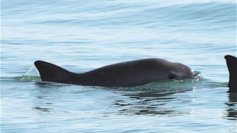 Protección de la vaquita marina y pesca sustentable: Claves del decreto de Semarnat (Foto EFE) Protección de la vaquita marina y pesca sustentable: Claves del decreto de Semarnat (Foto EFE)