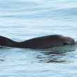 Protección de la vaquita marina y pesca sustentable: Claves del decreto de Semarnat (Foto EFE) Protección de la vaquita marina y pesca sustentable: Claves del decreto de Semarnat (Foto EFE)