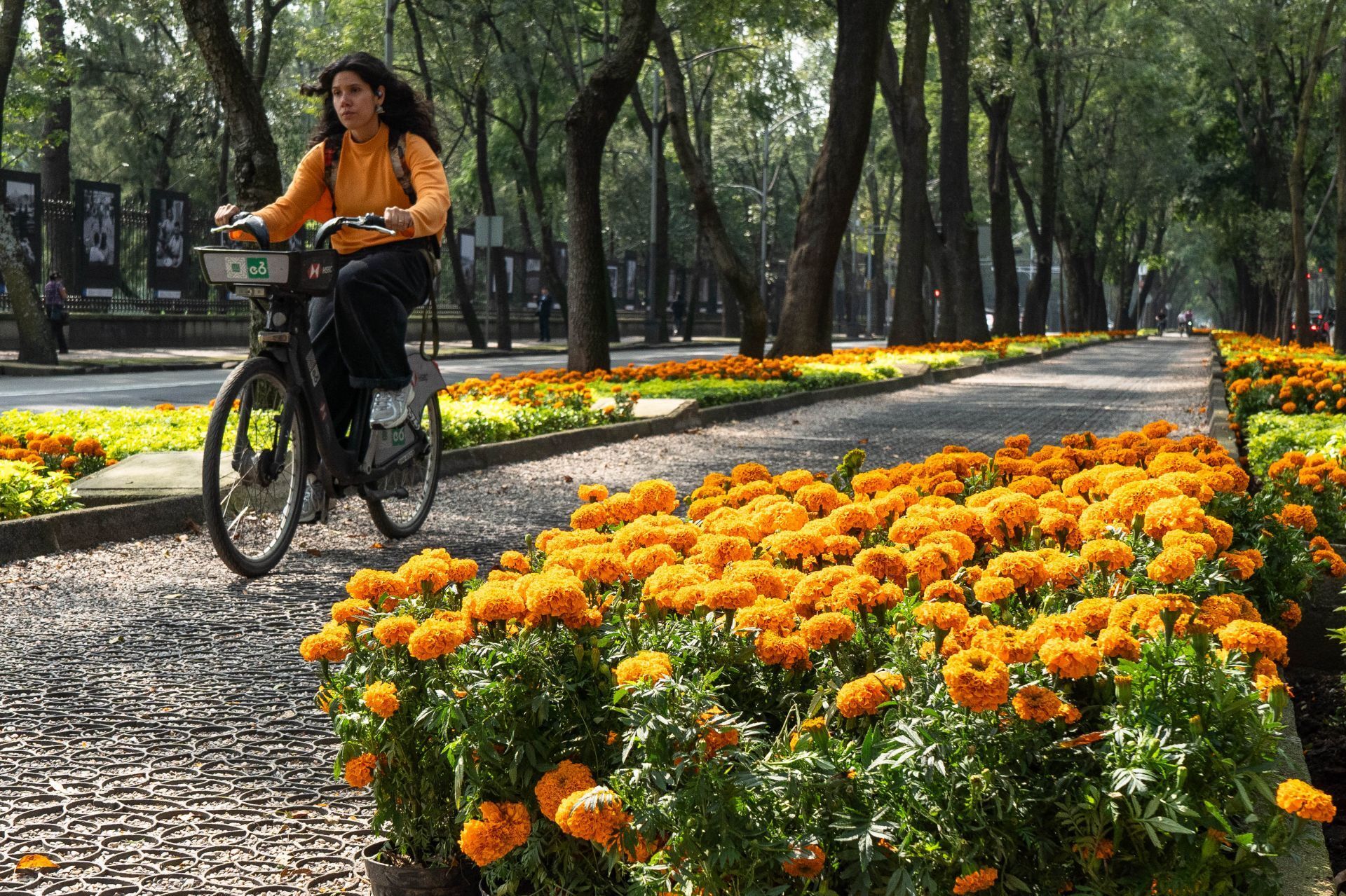 Comenzó la colocación de flores de cempasúchil sobre Paseo de la Reforma, como parte de los preparativos para el Día de Muertos.  (Foto: Camila Ayala Benabib / Cuartoscuro)