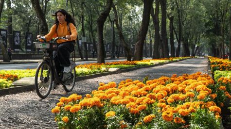 Comenzó la colocación de flores de cempasúchil sobre Paseo de la Reforma, como parte de los preparativos para el Día de Muertos.  (Foto: Camila Ayala Benabib / Cuartoscuro)