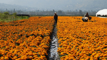 CDMX produjo 10 millones de flores de cempasúchil en 2026. Conoce dónde comprarlas, con precios desde 15 pesos por maceta. (Foto: Cuartoscuro)