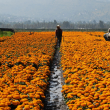 CDMX produjo 10 millones de flores de cempasúchil en 2026. Conoce dónde comprarlas, con precios desde 15 pesos por maceta. (Foto: Cuartoscuro) CDMX produjo 10 millones de flores de cempasúchil en 2026. Conoce dónde comprarlas, con precios desde 15 pesos por maceta. (Foto: Cuartoscuro)