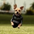 'Comando', el perro de raza Chihuahua integrante de la Guardia Nacional hace una demostración en las instalaciones del Campo Militar 1A este sábado, en el municipio de Naucalpan, en el Estado de México (México). EFE/ José Méndez