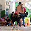 Fotografía que muestra al gallo Martín este lunes, frente al Instituto Oncológico en Santa Cruz (Bolivia). La muerte de su dueño hace ocho años marcó la vida de Martín, un gallo que desde entonces vive en las puertas del Instituto Oncológico del Oriente Boliviano, donde se ha convertido en un símbolo de fidelidad entre el personal y los pacientes que frecuentan el lugar. EFE/ Juan Carlos Torrejon